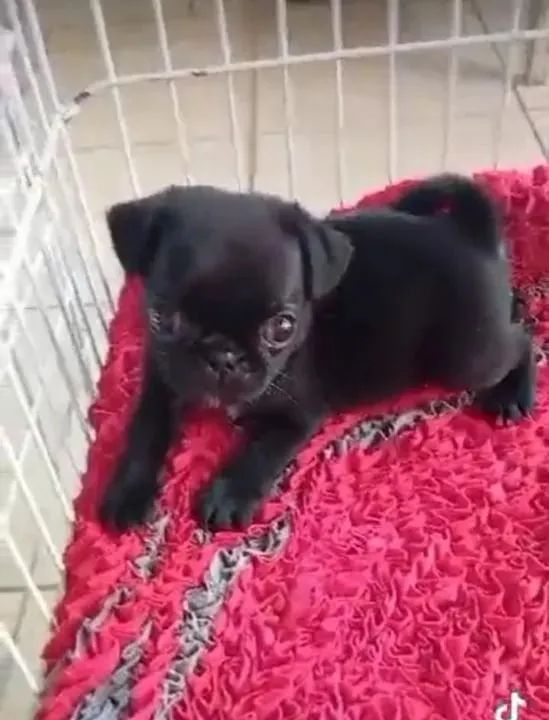 Pug Corre que estão indo