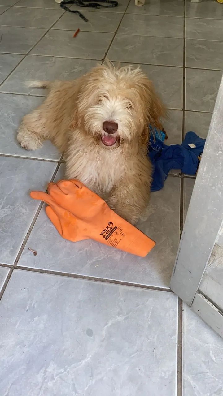 Cachorrinho  - Foto 2
