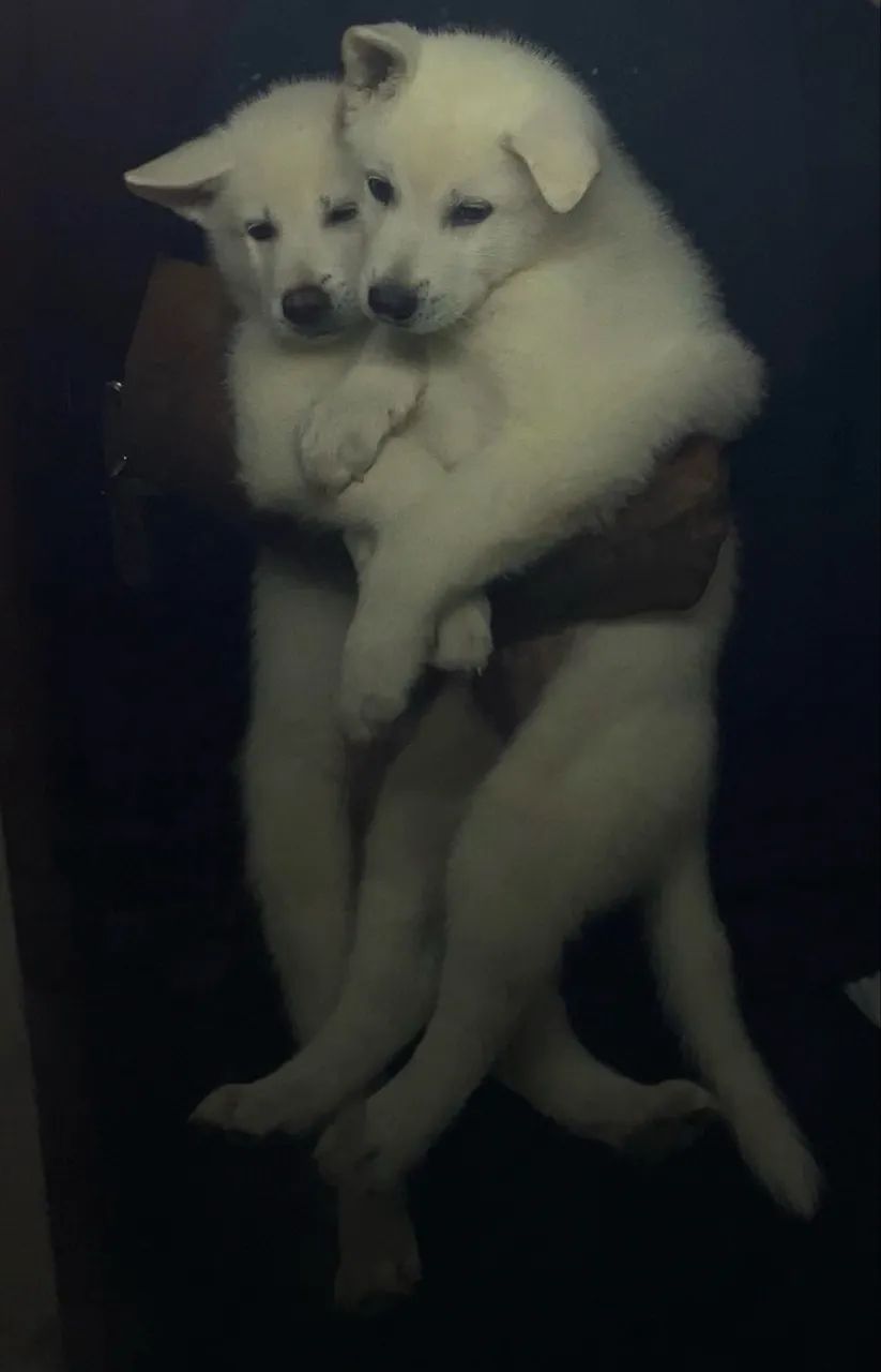 Akita Inu - Foto 4