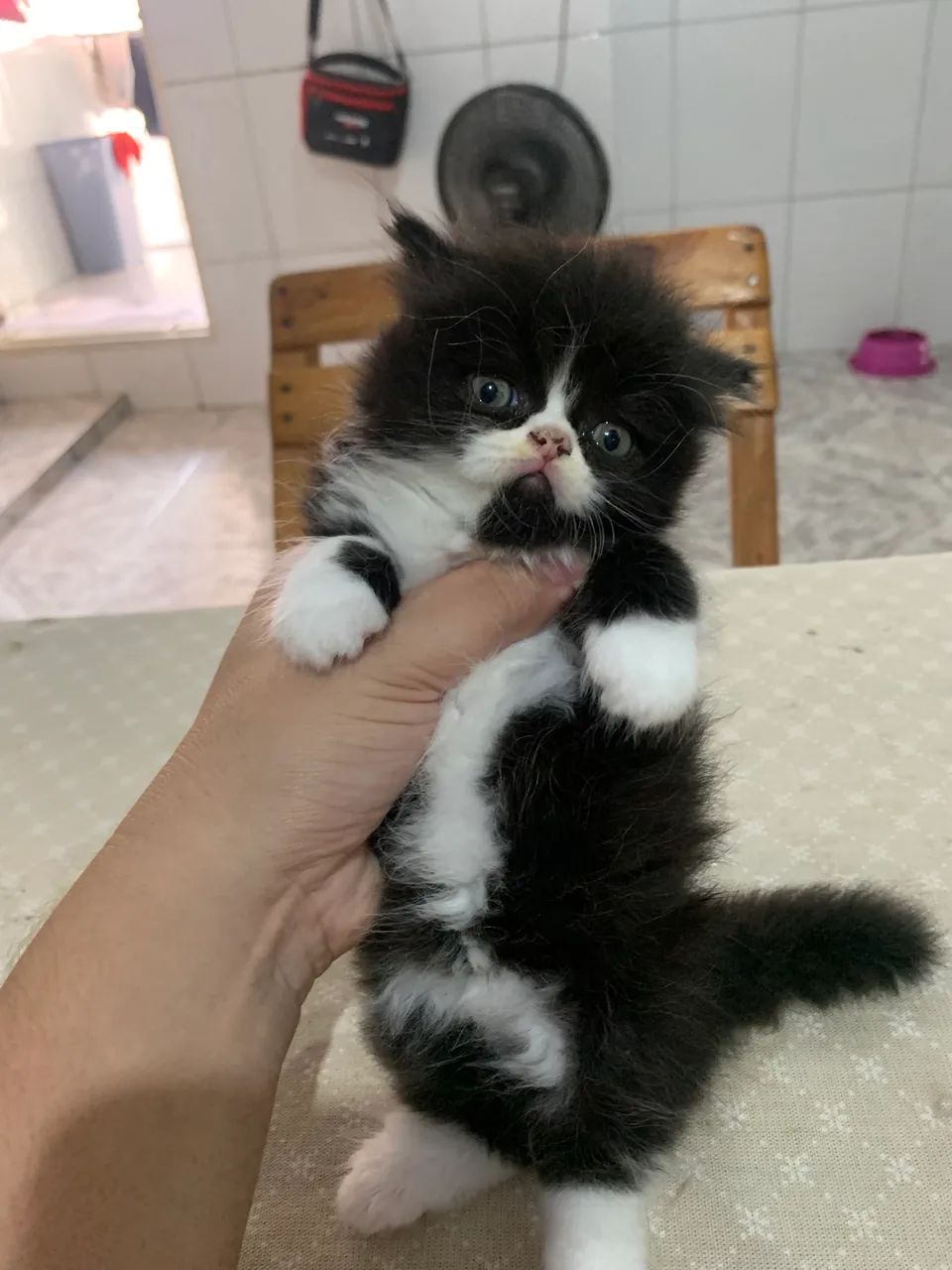 Vendo filhotes de gato Persa  - Foto 2