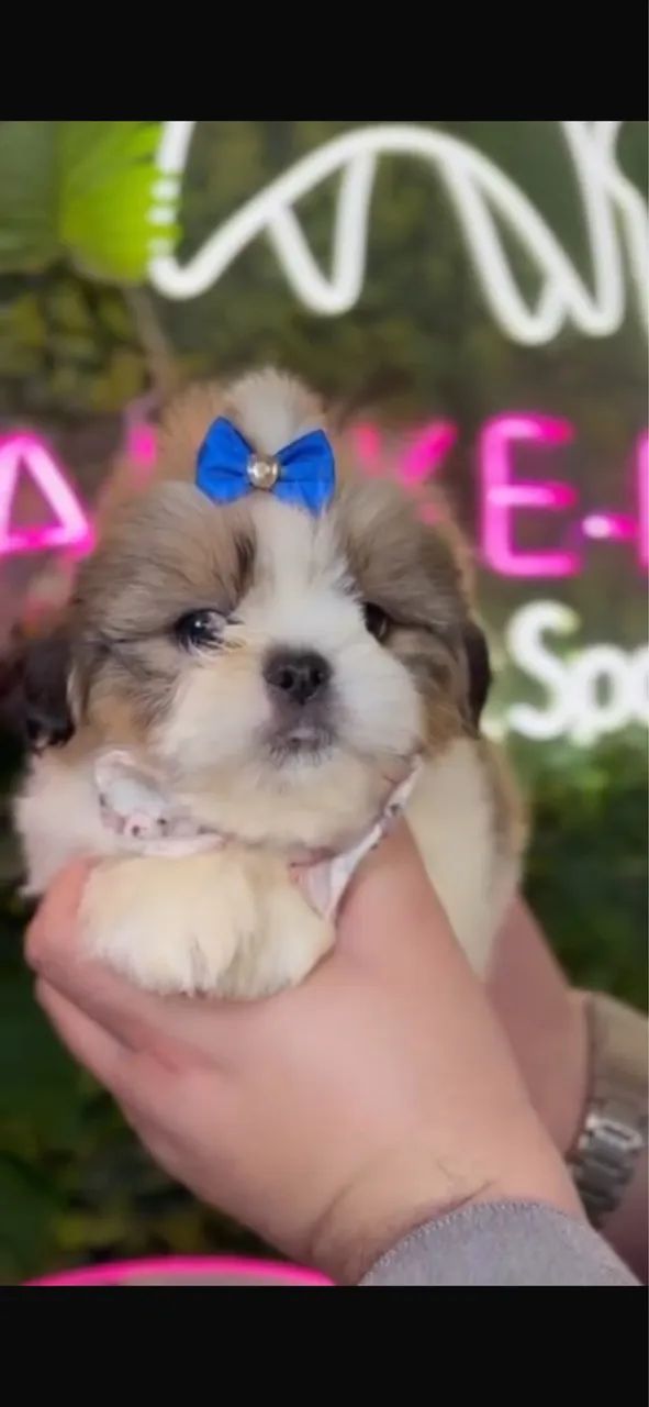 Shih tzu !!! Belíssimo  - Foto 2