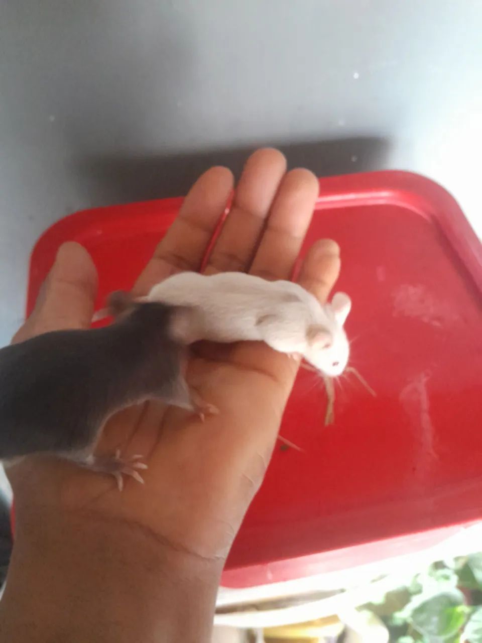 ? CAMUNDONGOS DE QUALIDADE PREMIUM - DISPONÍVEIS AGORA! ? - Foto 6