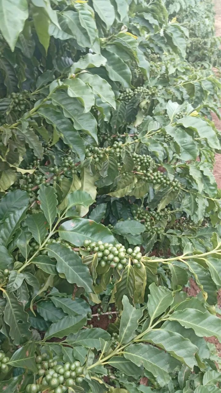 Fazendinha de café em Araguari  - Foto 5