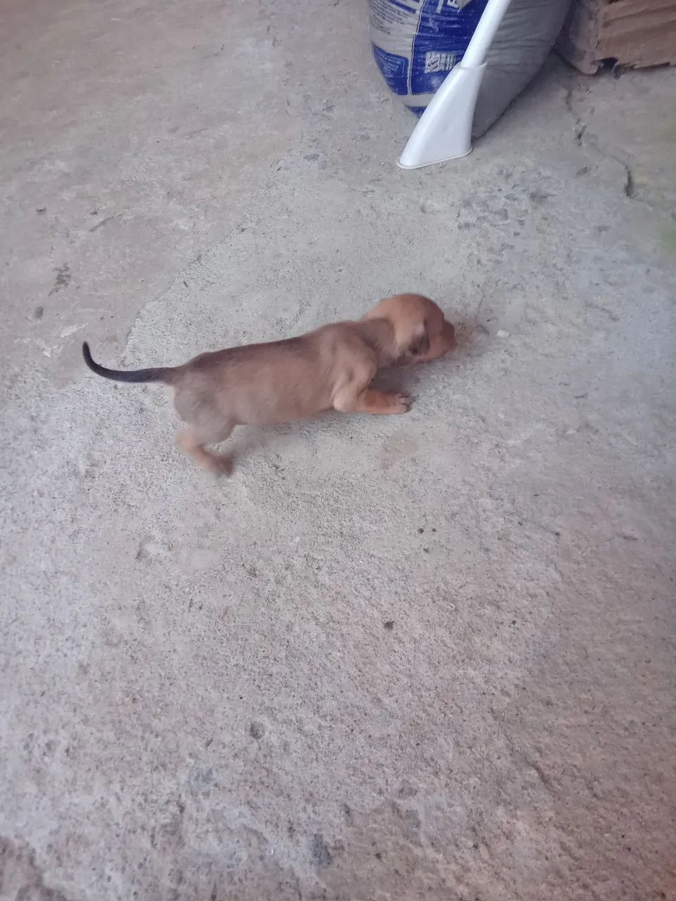 Somente  vendo  - Foto 3
