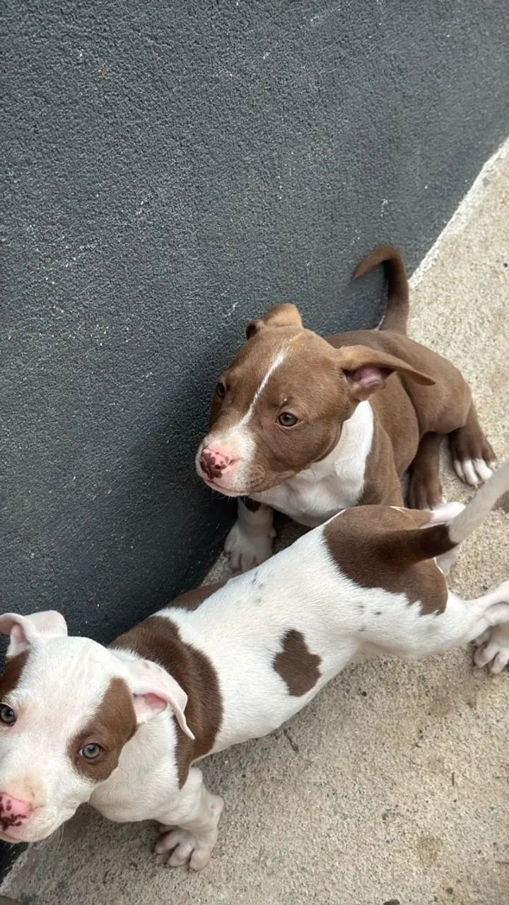 Cachorros  - Foto 5