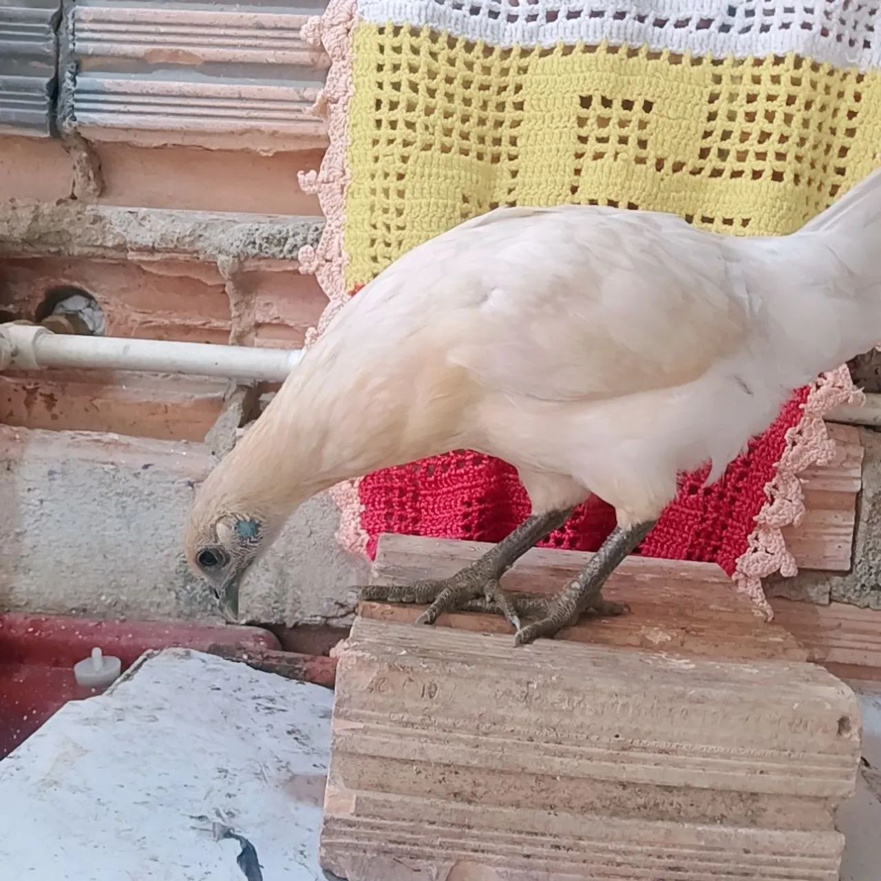 Vendo frango e frangas da raça garnizé. - Foto 3