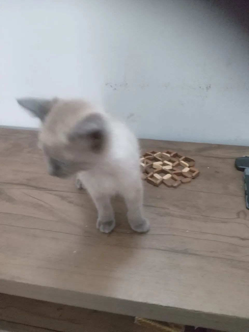 Doação de filhote de gato - Foto 2