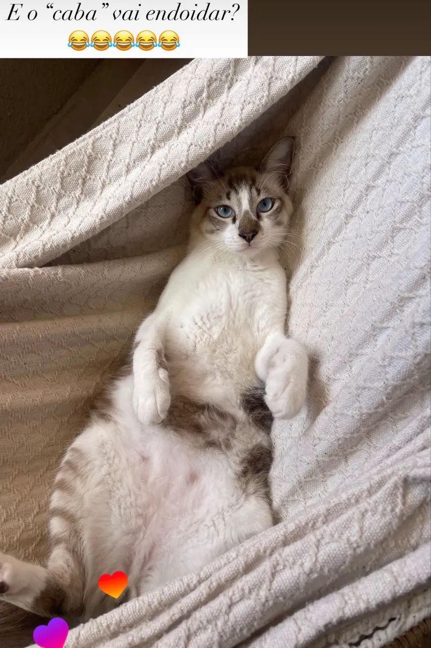 Gato para adoção - Foto 5
