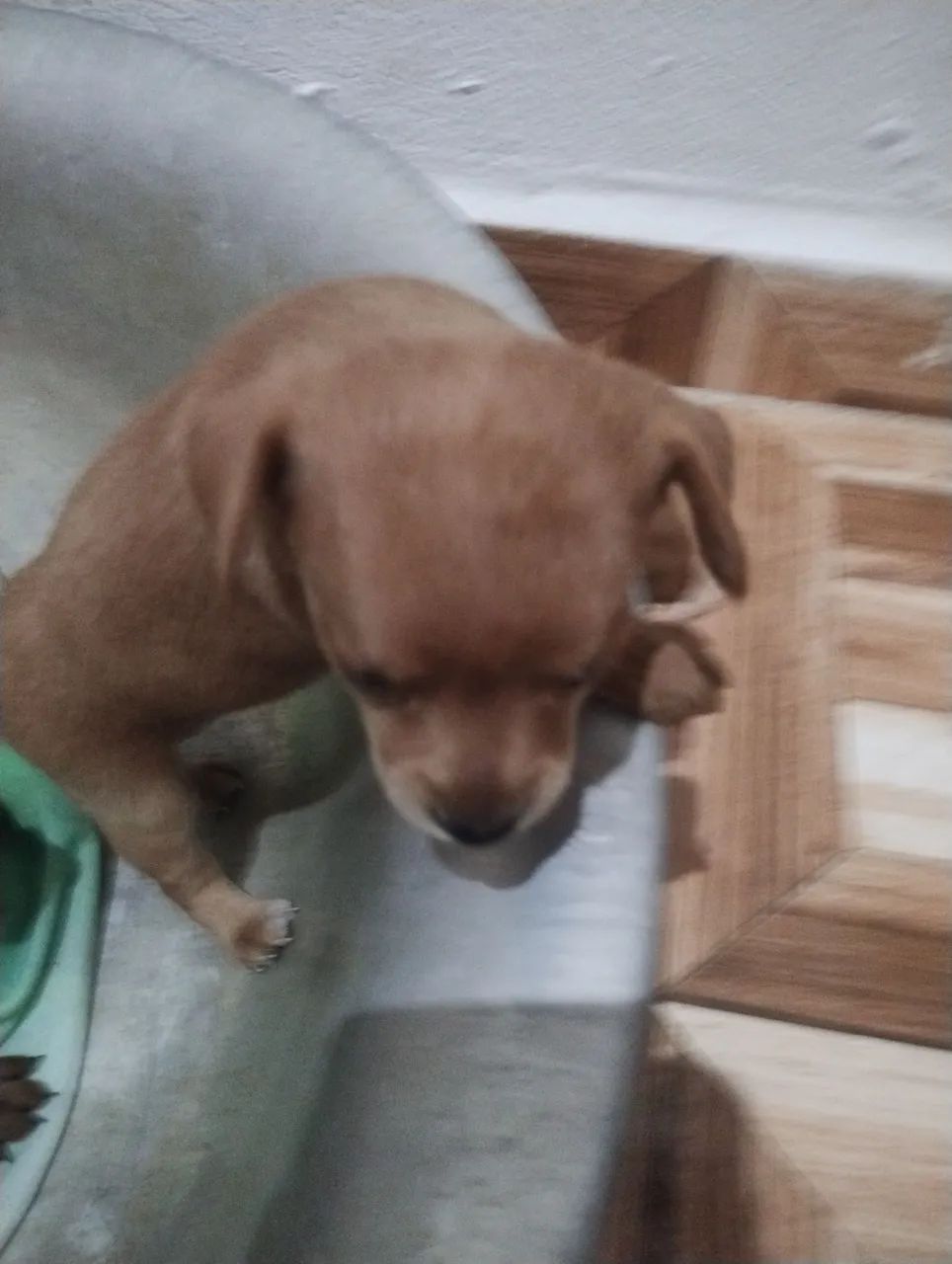 Pinscher 0