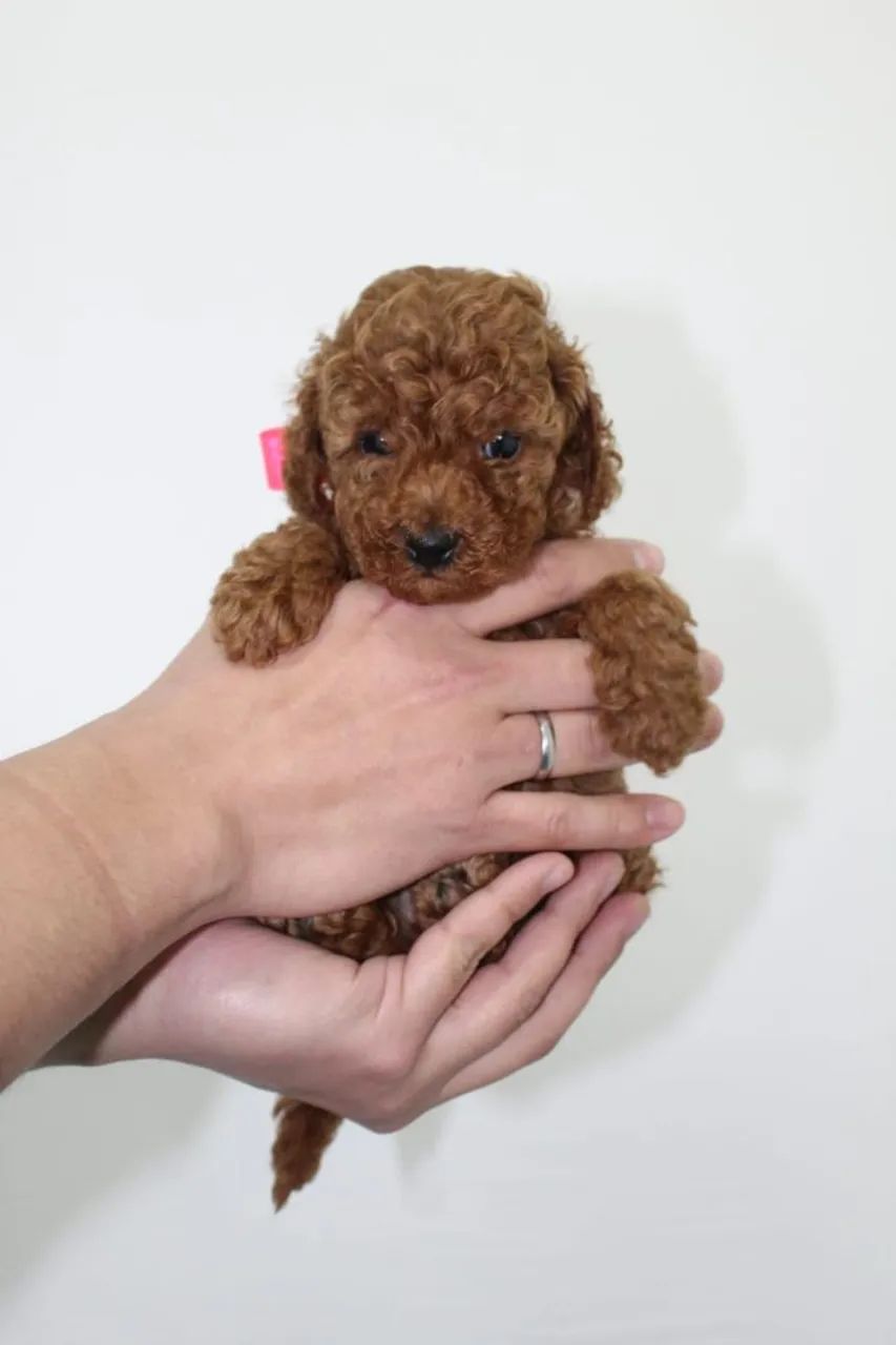 Poodle red  - Foto 5