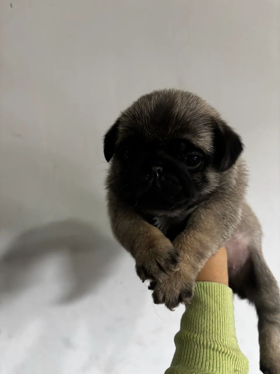 Filhotes de Pug