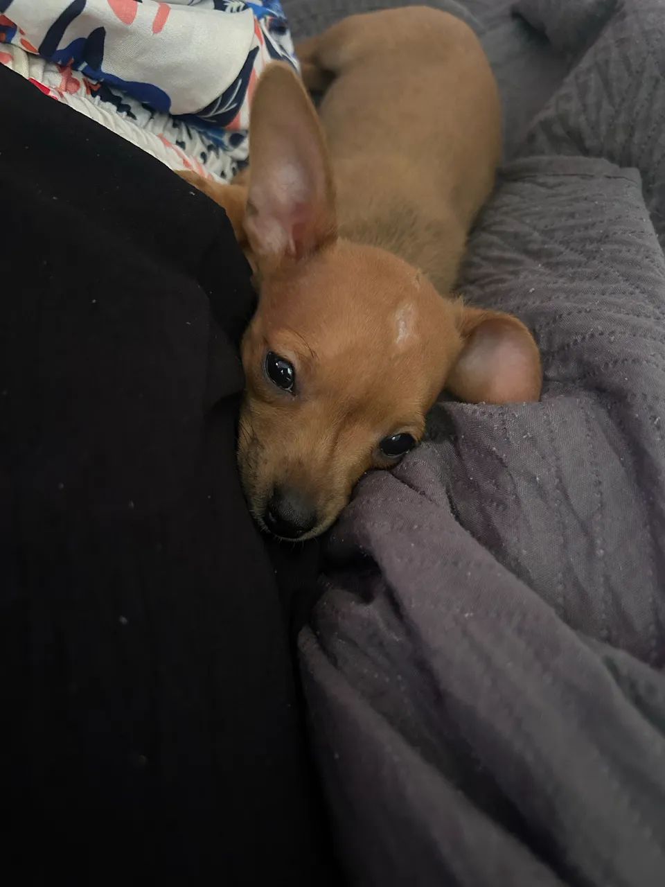 Vende-se cachorro  - Foto 2