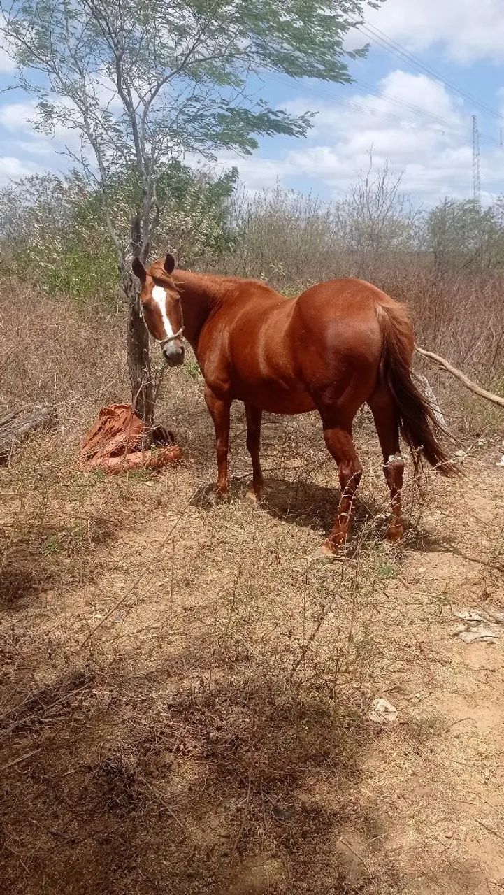 Egua  - Foto 2