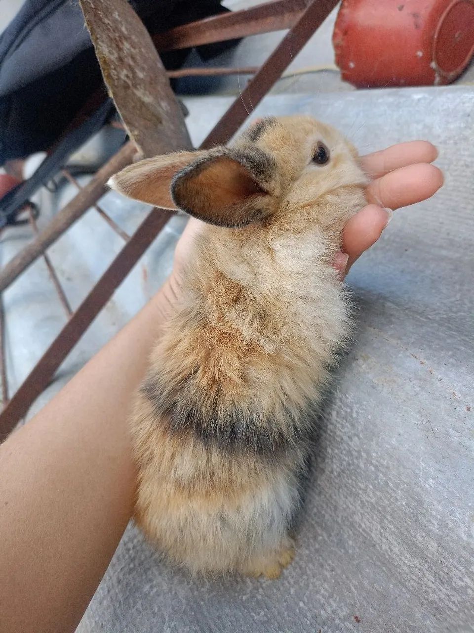 Coelha Tricolor Pai Angorá  - Foto 2