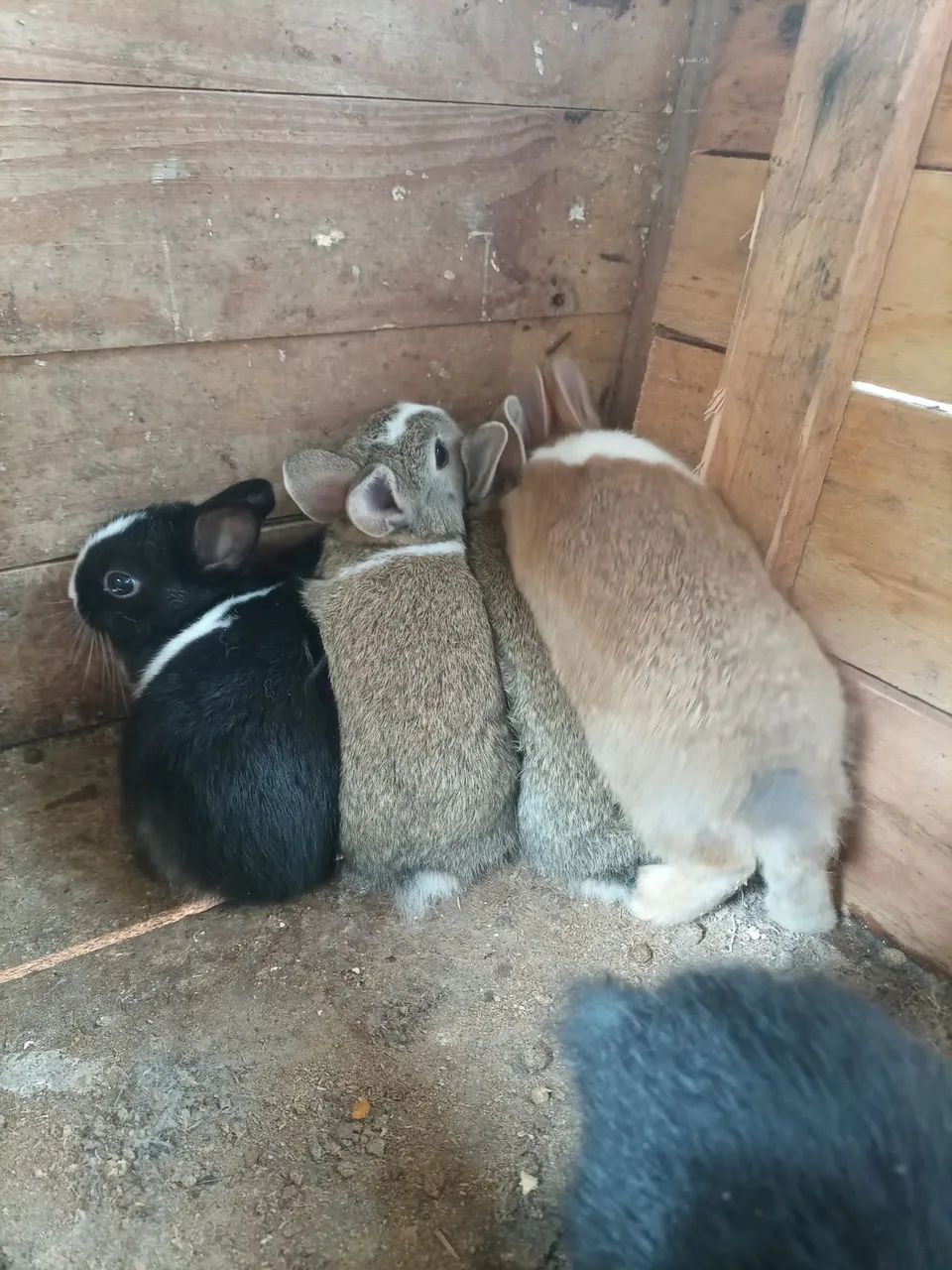 Mini coelho  - Foto 2