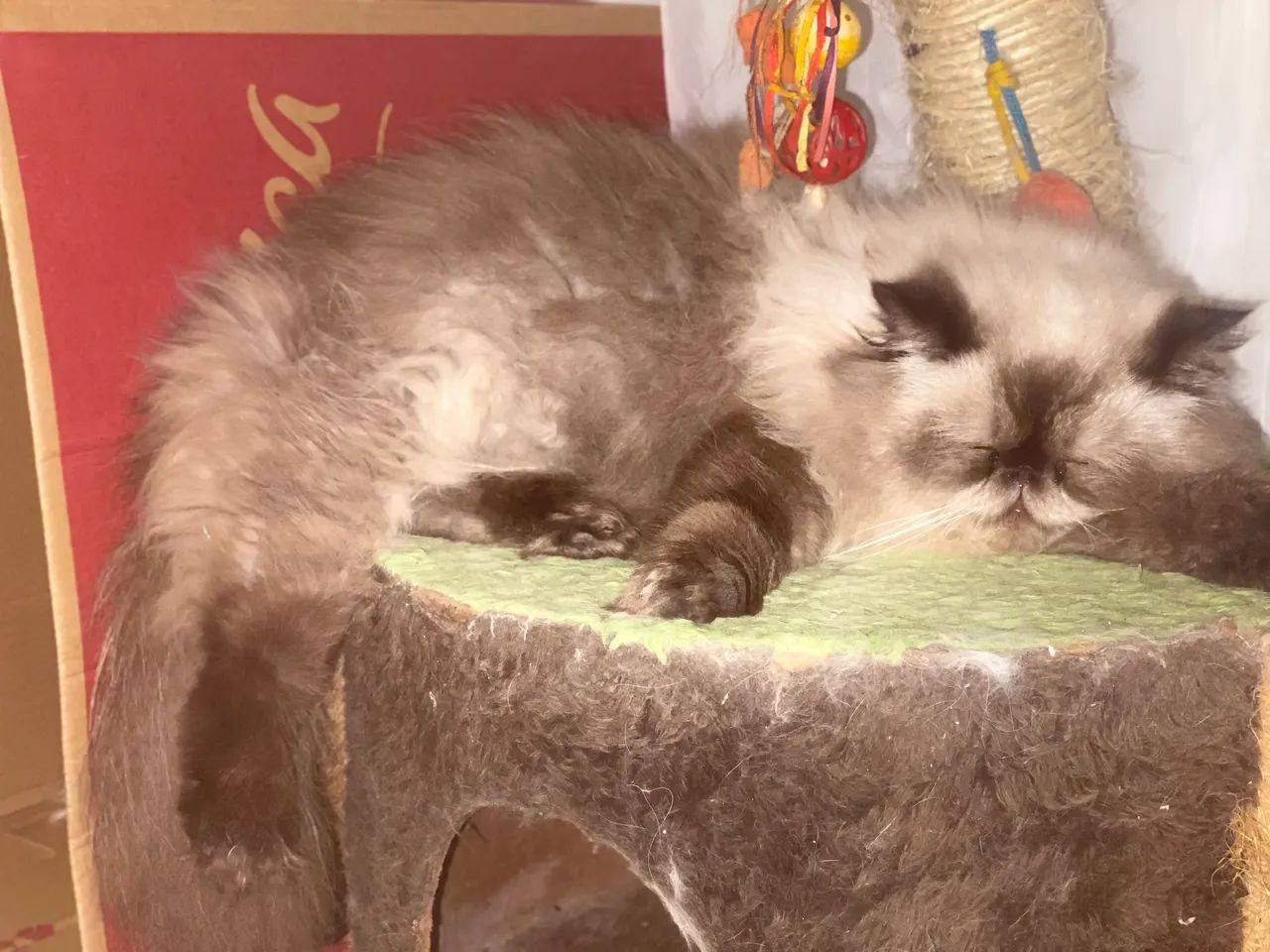 Gato persa macho  - Foto 3
