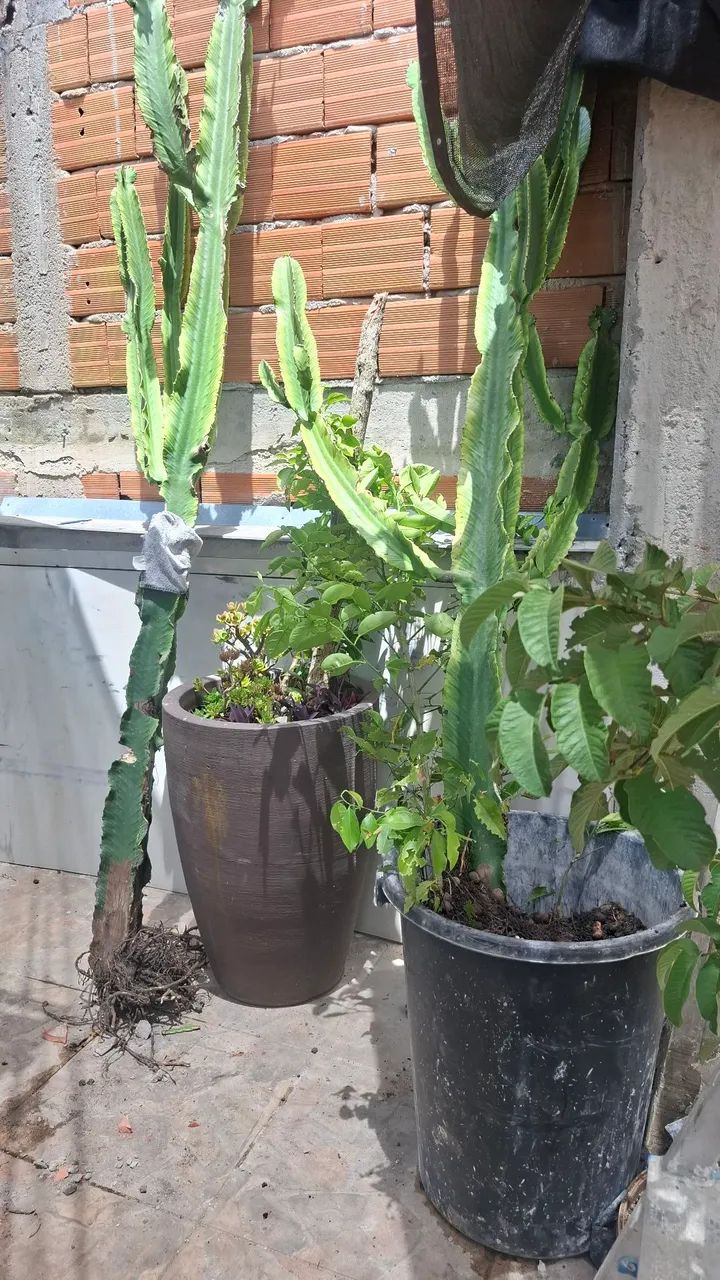 Doa se plantas  - Foto 2