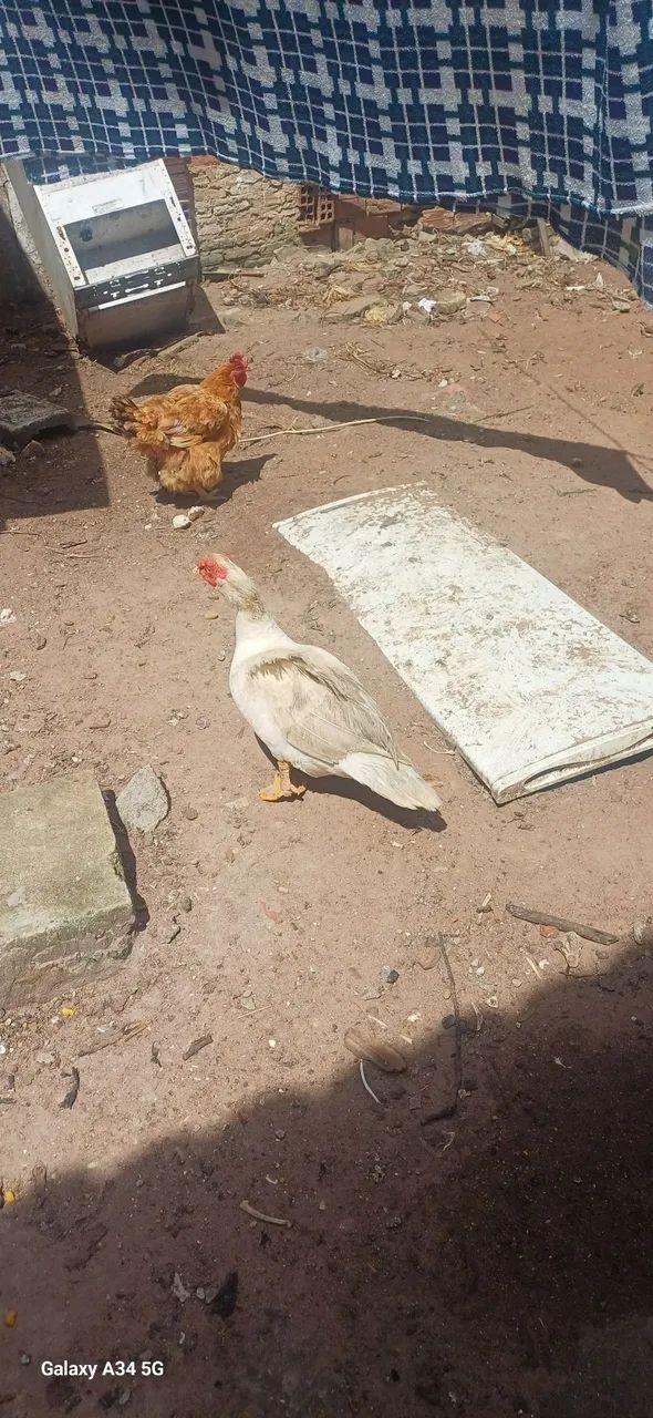 Pato a duto  - Foto 2