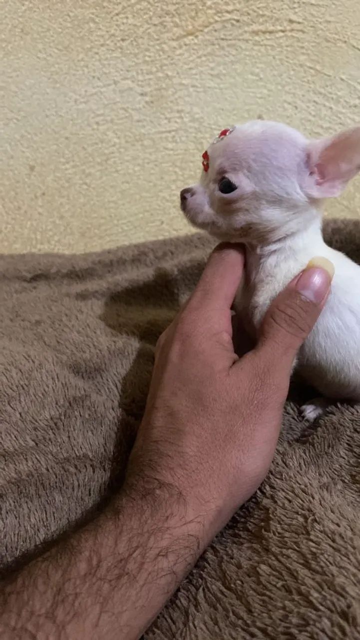Chihuahua  - Foto 2