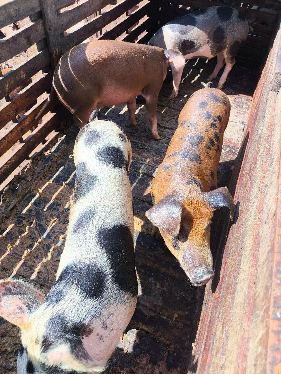 Leitões  - Foto 2