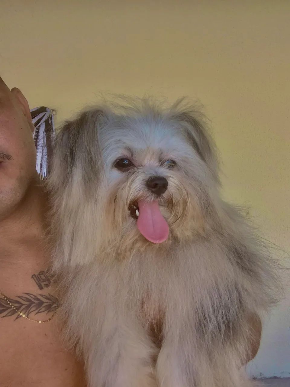 Lulu x Shihtzu  - Foto 2