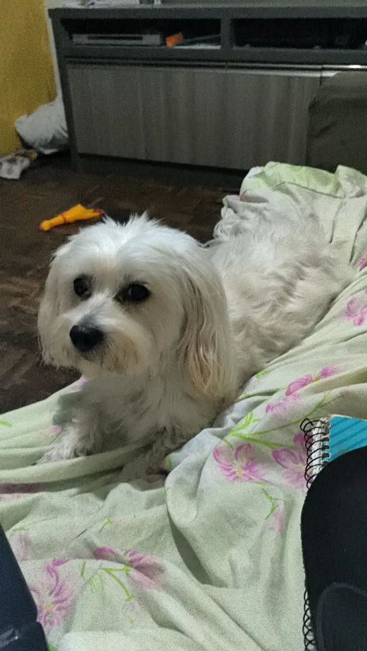 Maltês macho procura namorada - Foto 2