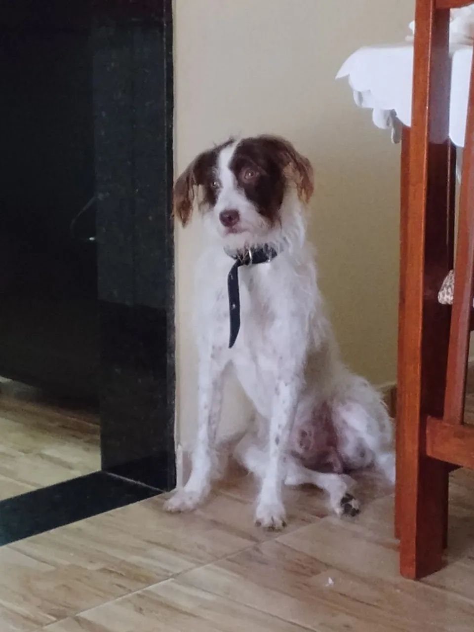 Doação de pet 