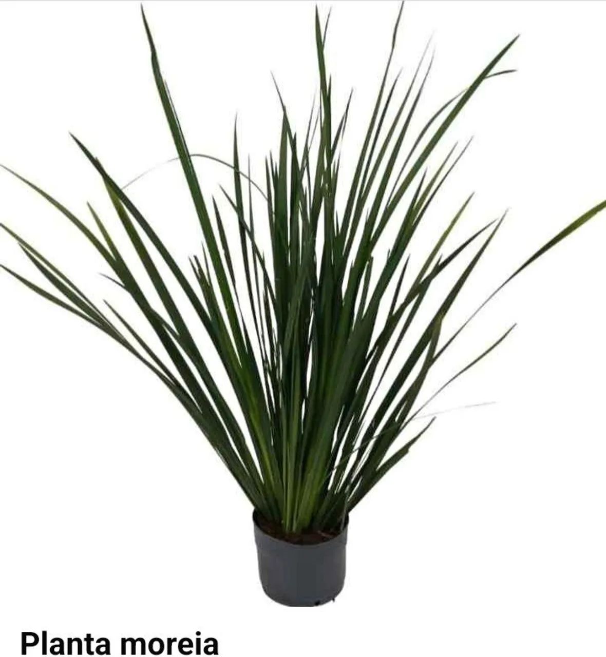Amoreia planta 