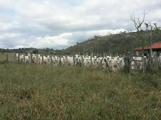 Fazenda ximarao em ALMENARA mg 125 hectares - Foto 17