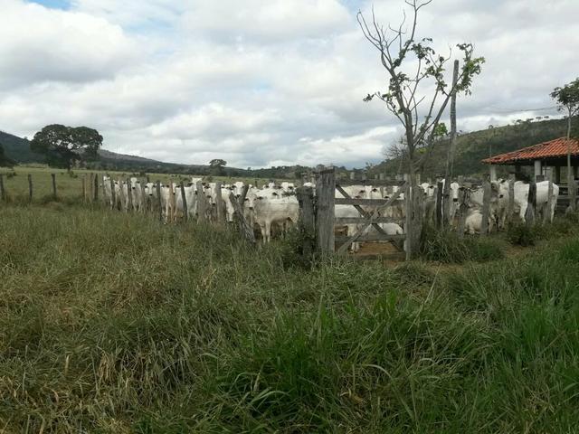 Fazenda ximarao em ALMENARA mg 125 hectares - Foto 6