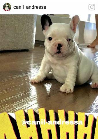 Bulldog francês