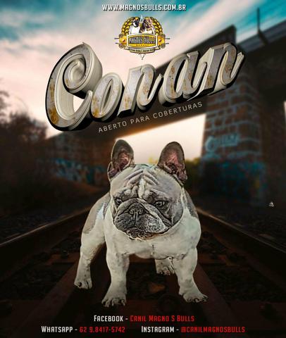 Bulldog Francês - Foto 3
