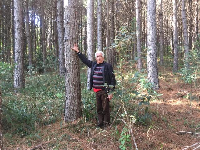 Floresta de Pinus - Foto 4