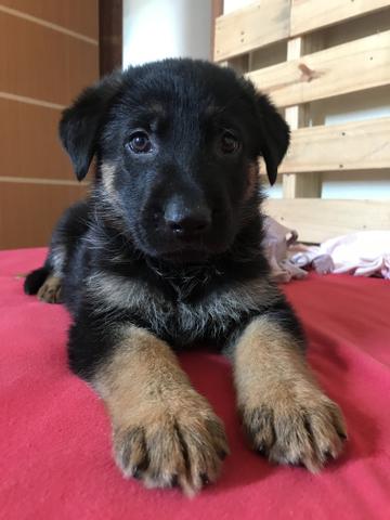Cachorro - Foto 2