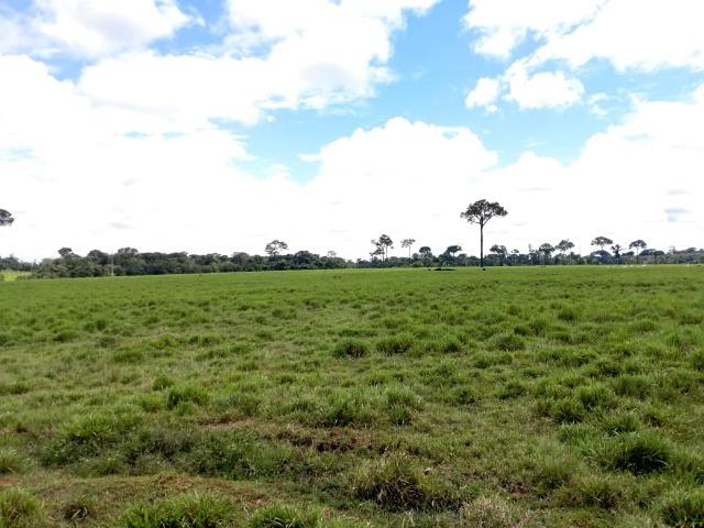 Área Rural (Estrada de Boca do Acre) - Foto 4