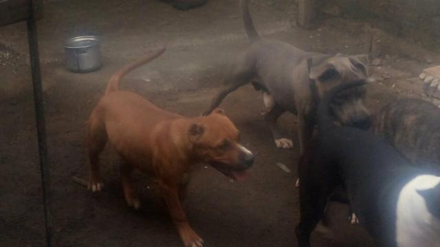 Vendo cachorro - Foto 2