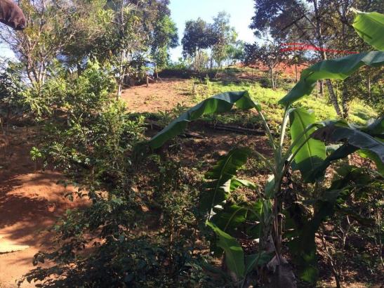 Sítio à venda em Pagará grande, Santo amaro da imperatriz cod:120 - Foto 5