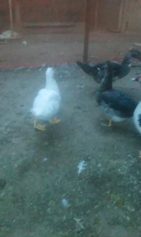 Estou vendendo dois patos, macho e femea, vacinados e bem cuidados