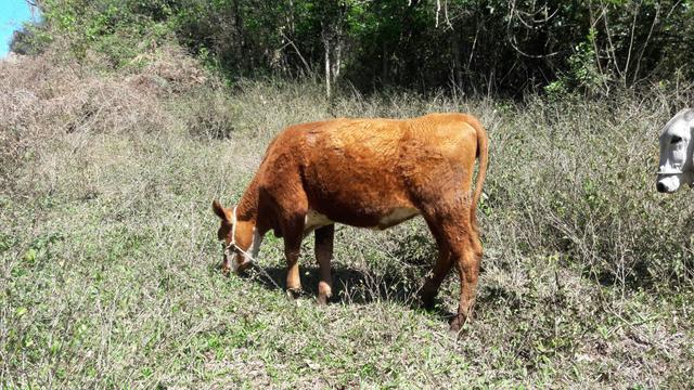 Vende-se novilhas - Foto 5