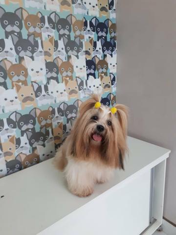 Shihtzu - Foto 5