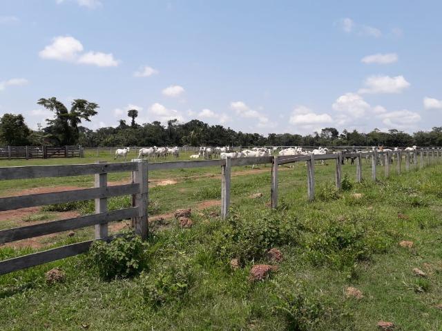 Fazenda 1.232 Hectares Terra de Cultura - MT - Foto 4