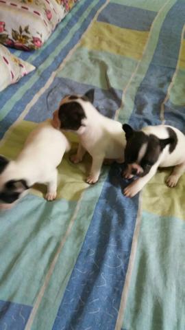 Bulldog francês - Foto 3