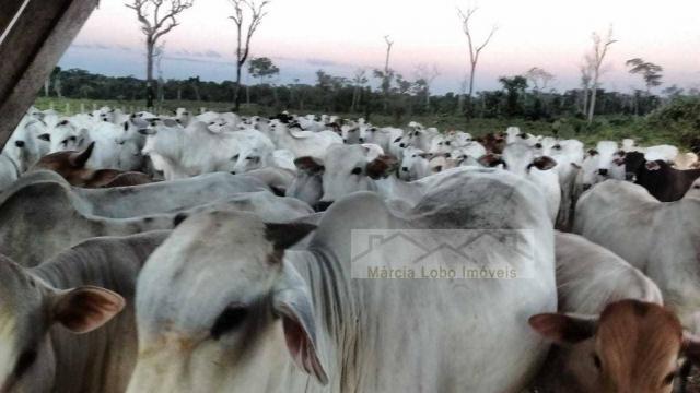 Fazenda à venda, 14520000 m² por r$ 4.500.000 - zona rural - são félix do xingu/pa - Foto 10