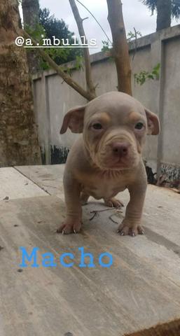Pitmonster - Foto 6