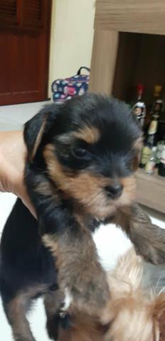 Filhote Yorkshire Terrier (Aceitamos qualquer cartão)