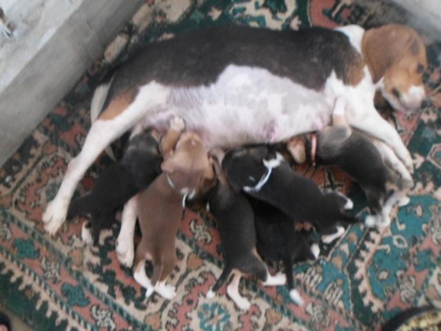 Beagle - Foto 4