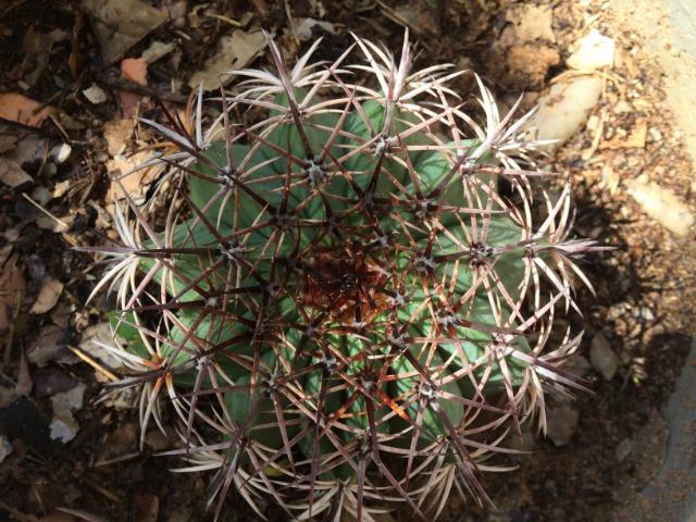Sementes de Coroa de frade (Cacto Melocactus)