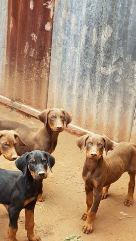 Filhotes de Doberman