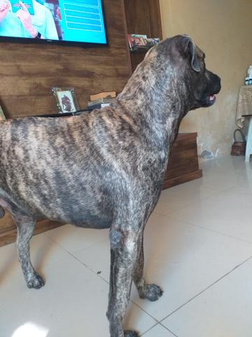 DOGO CANÁRIO para procriação - Foto 2