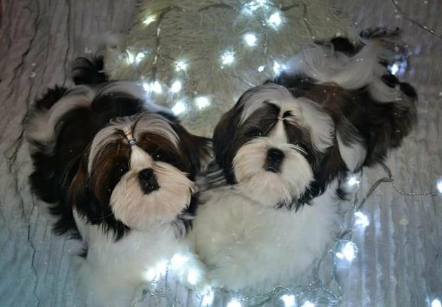 Filhotes de shih tzu